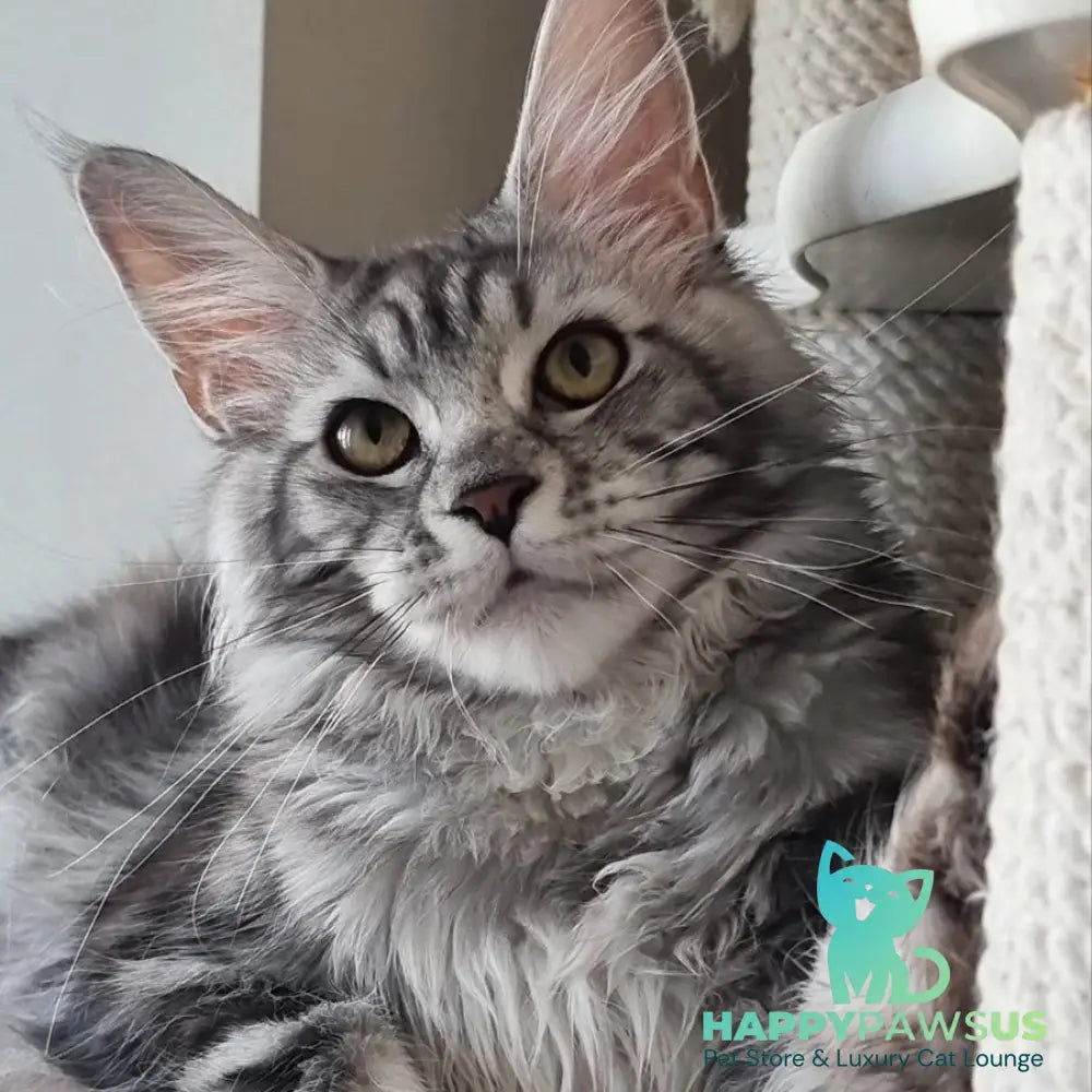Clinta Maine Coon female black silver tabby - live animals