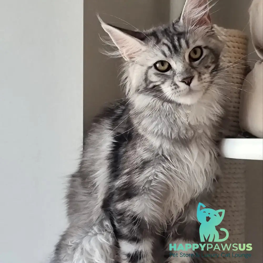 Clinta Maine Coon female black silver tabby - live animals
