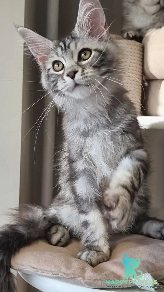 Clinta Maine Coon female black silver tabby - live animals