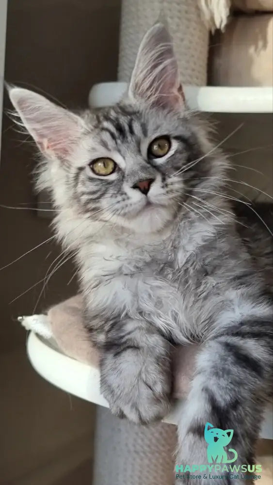 Clinta Maine Coon female black silver tabby - live animals
