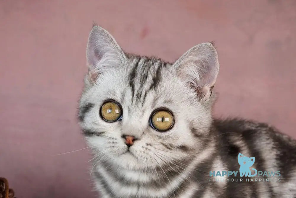 Cloud Scottish Straight male black silver tabby live animals