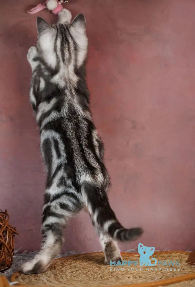 Cloud Scottish Straight male black silver tabby live animals