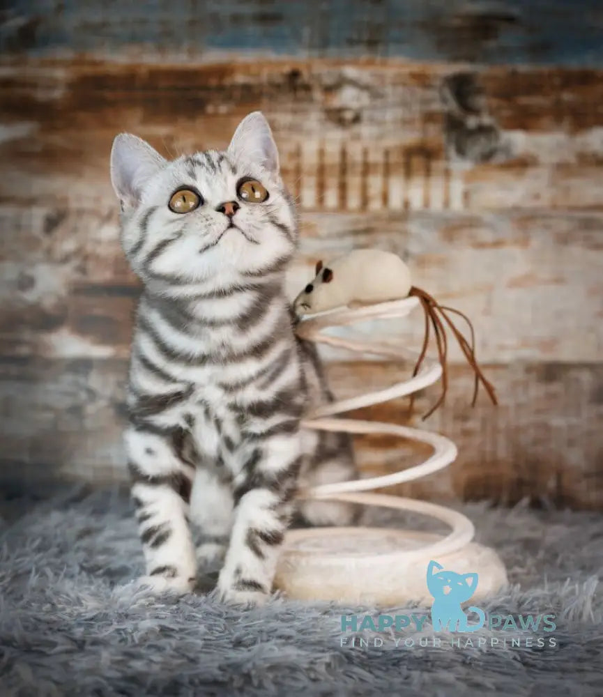 Cloud Scottish Straight male black silver tabby live animals