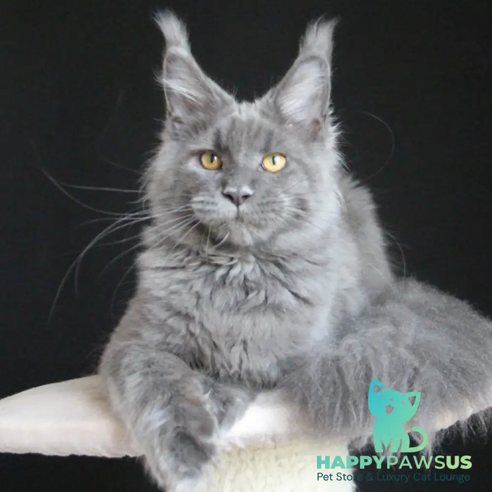 Cloudlet Maine Coon female blue - live animals