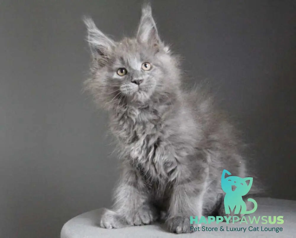 Cloudlet Maine Coon female blue - live animals