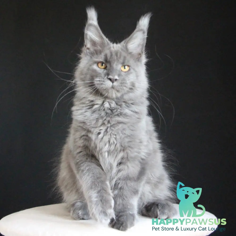 Cloudlet Maine Coon female blue - live animals