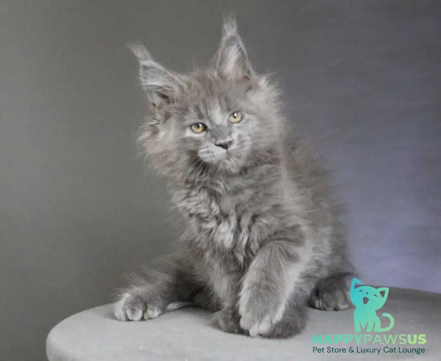 Cloudlet Maine Coon female blue - live animals