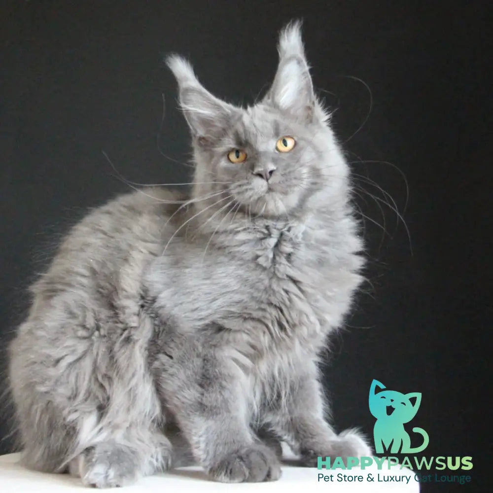 Cloudlet Maine Coon female blue - live animals