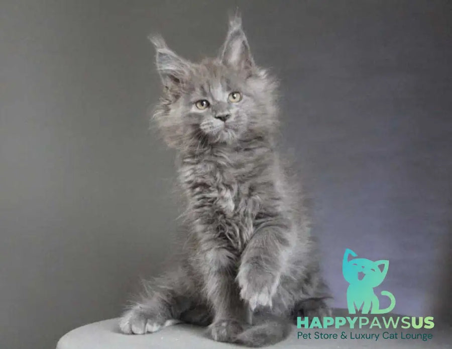 Cloudlet Maine Coon female blue - live animals