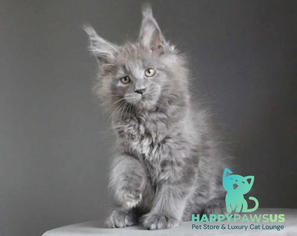 Cloudlet Maine Coon female blue - live animals