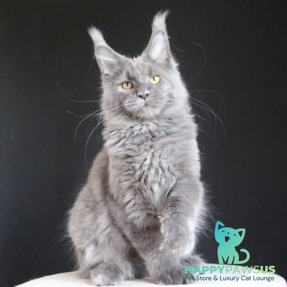 Cloudlet Maine Coon female blue - live animals