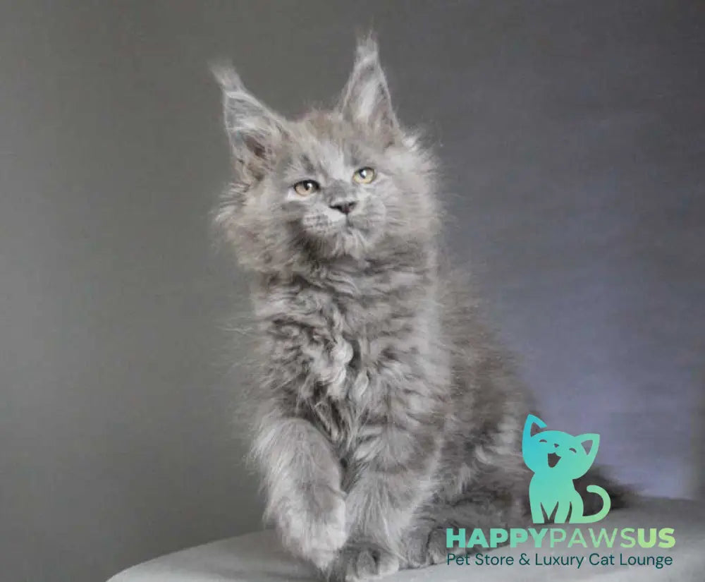Cloudlet Maine Coon female blue - live animals
