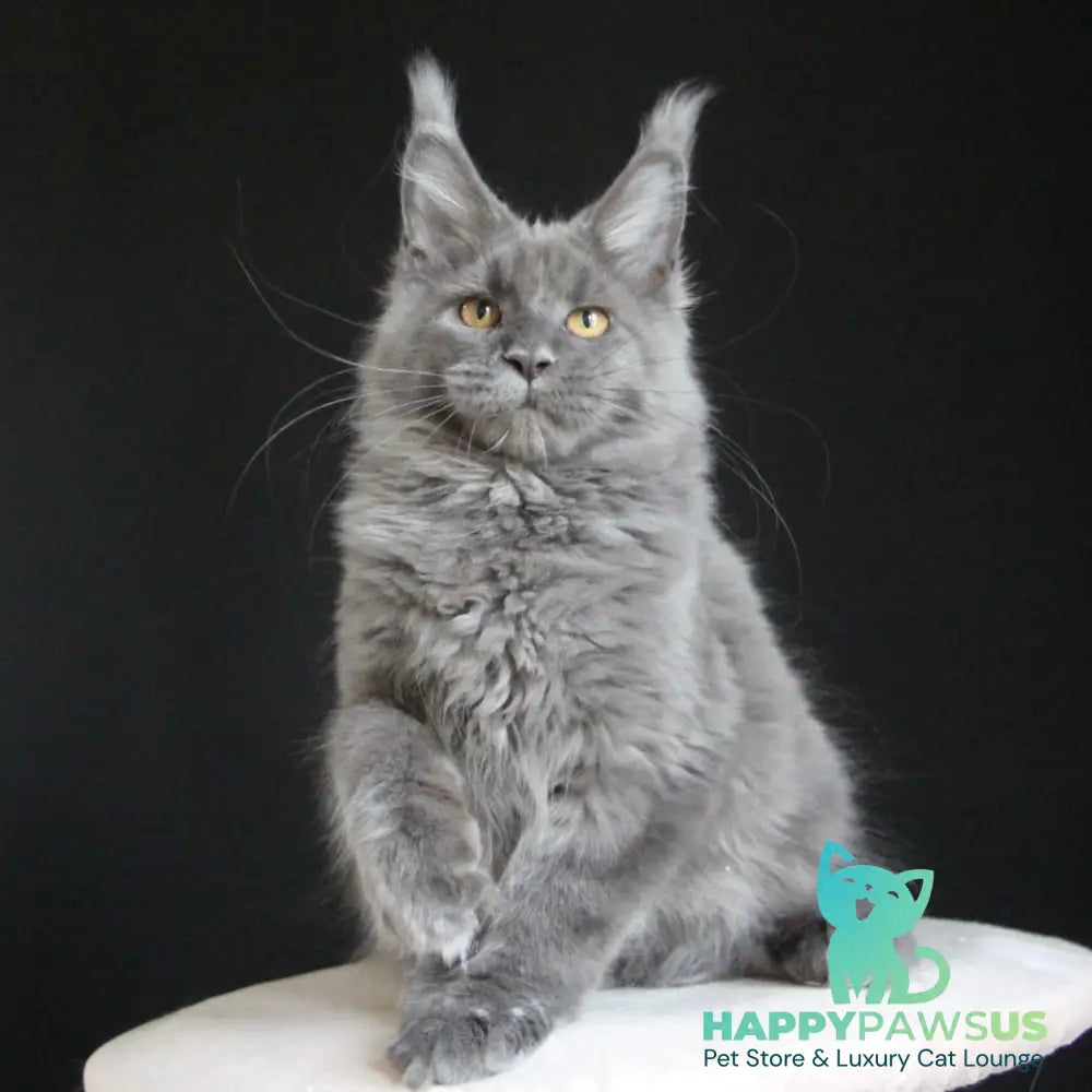 Cloudlet Maine Coon female blue - live animals