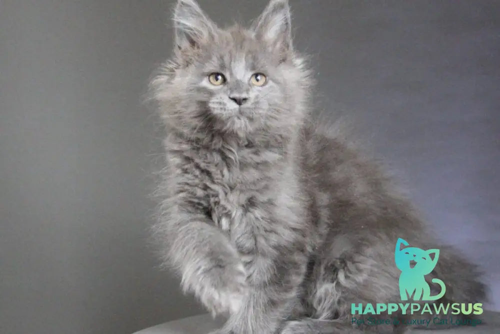 Cloudlet Maine Coon female blue - live animals