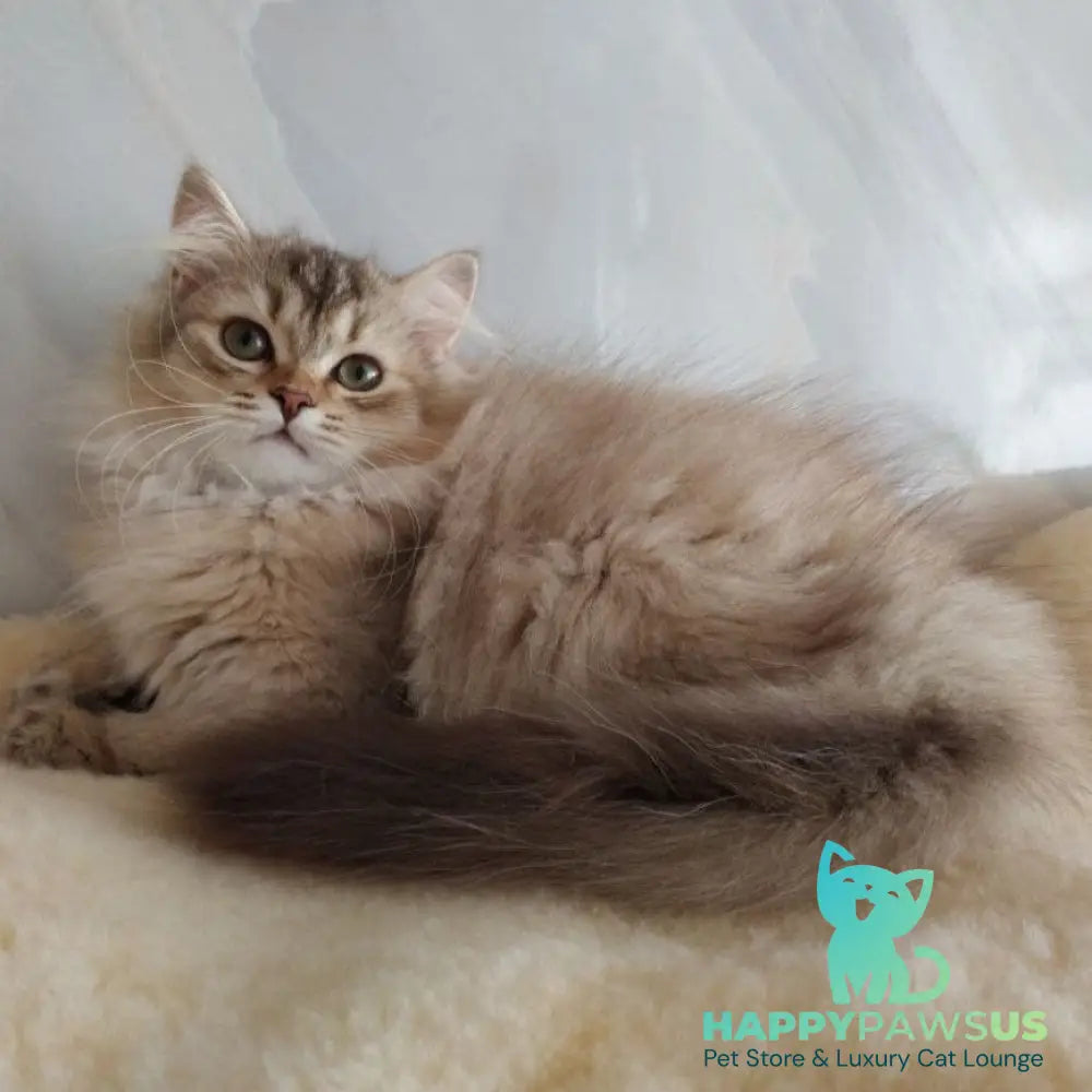 Clyde Scottish Straight male chocolate golden ticked tabby - live animals