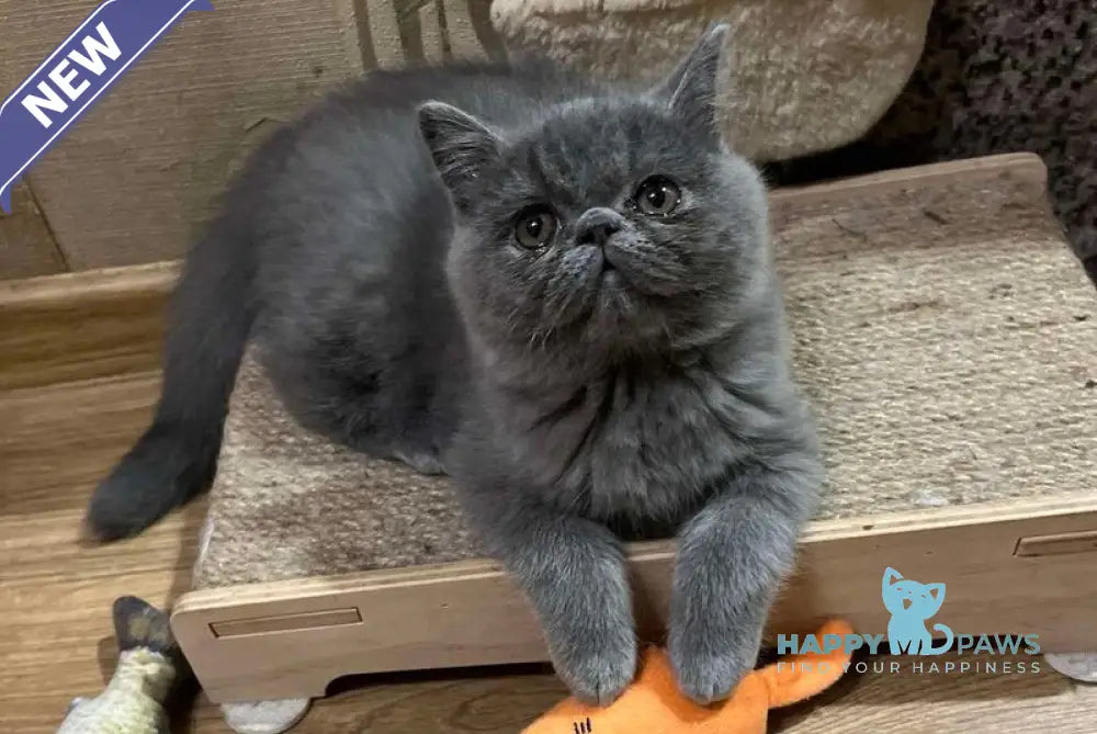 Cobalt Exotic male blue live animals