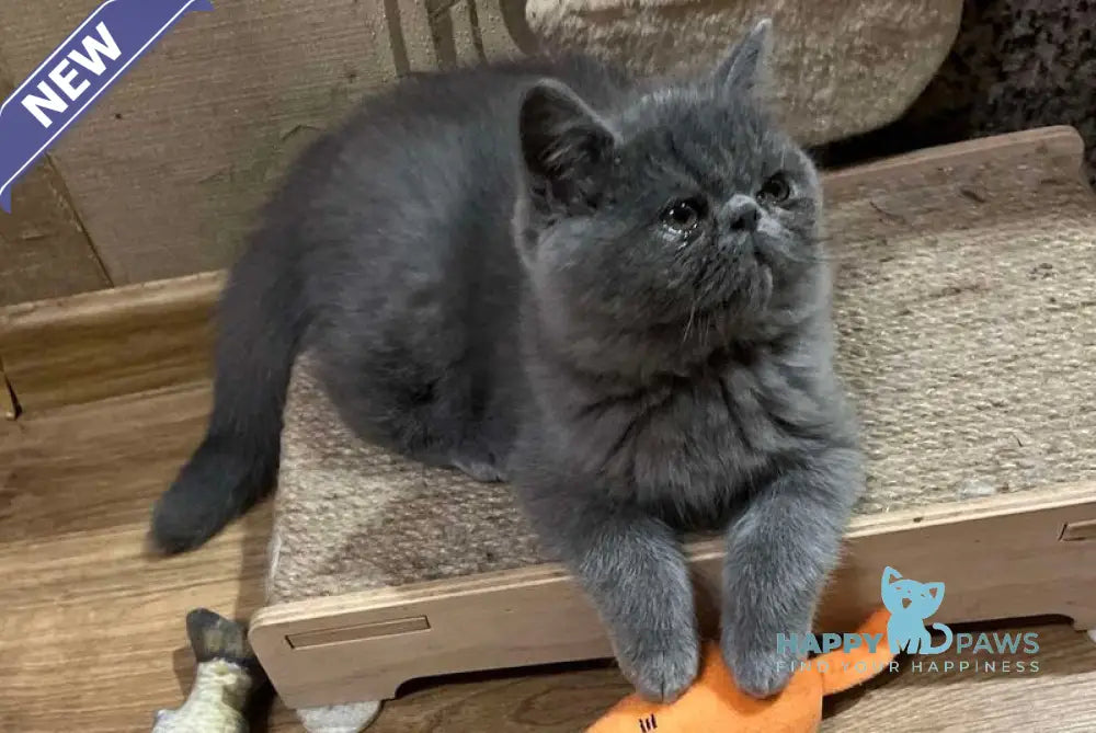 Cobalt Exotic male blue live animals