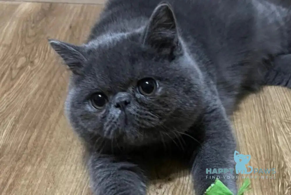 Cobalt Exotic male blue live animals