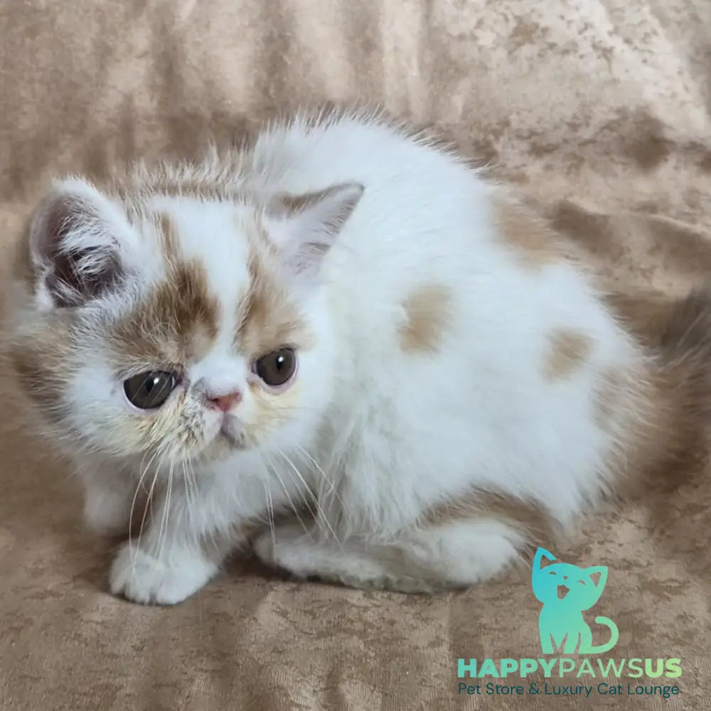 Cocco Exotic male red spotted tabby van - live animals