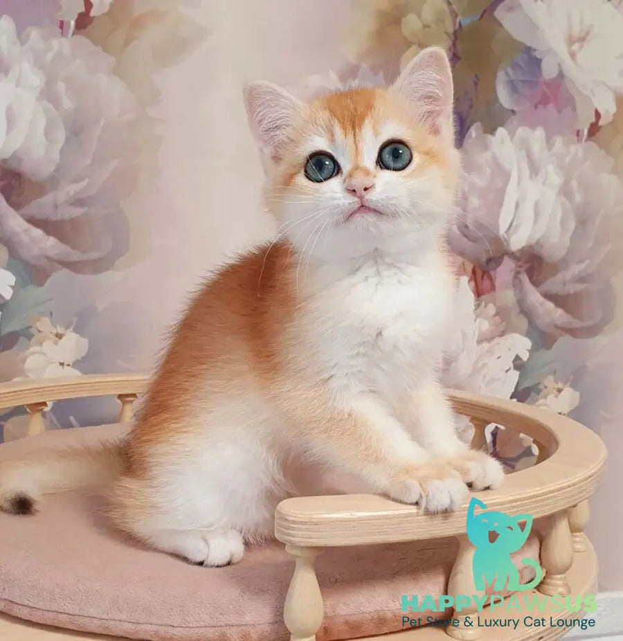 Coco British Shorthair female black golden chinchilla - live animals