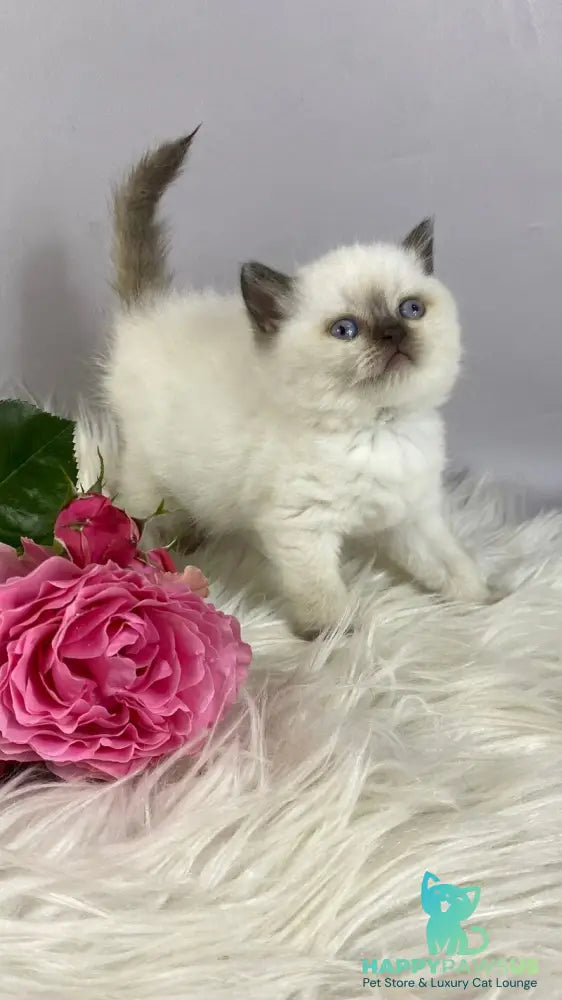 Coco British Shorthair female chocolate pointed - live animals