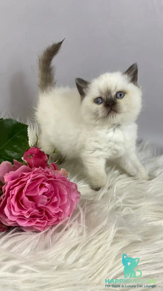 Coco British Shorthair female chocolate pointed - live animals