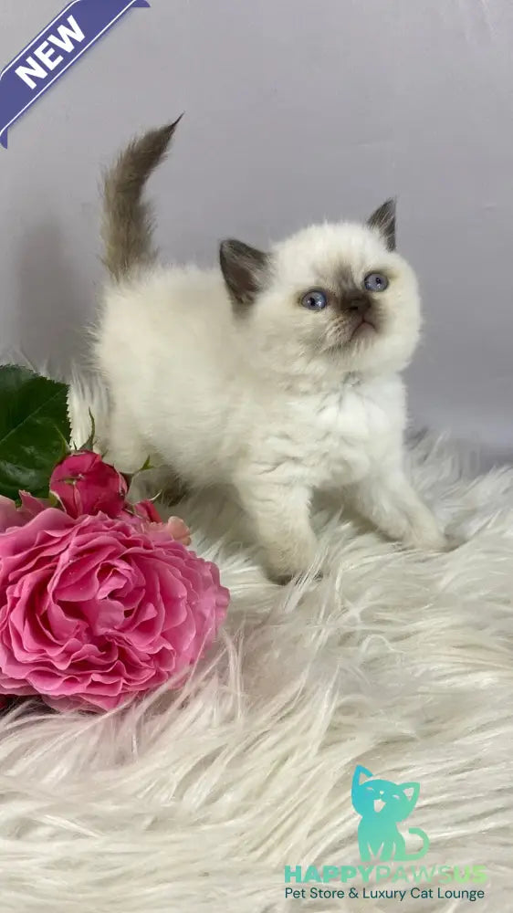 Coco British Shorthair female chocolate pointed - live animals