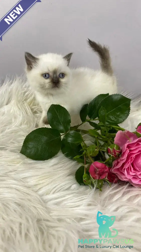 Coco British Shorthair female chocolate pointed - live animals