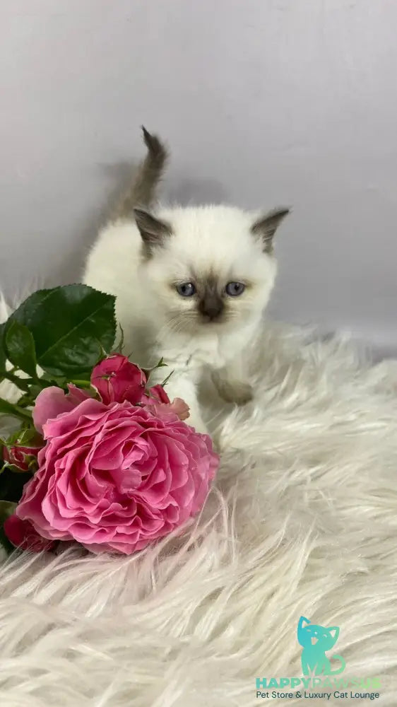 Coco British Shorthair female chocolate pointed - live animals