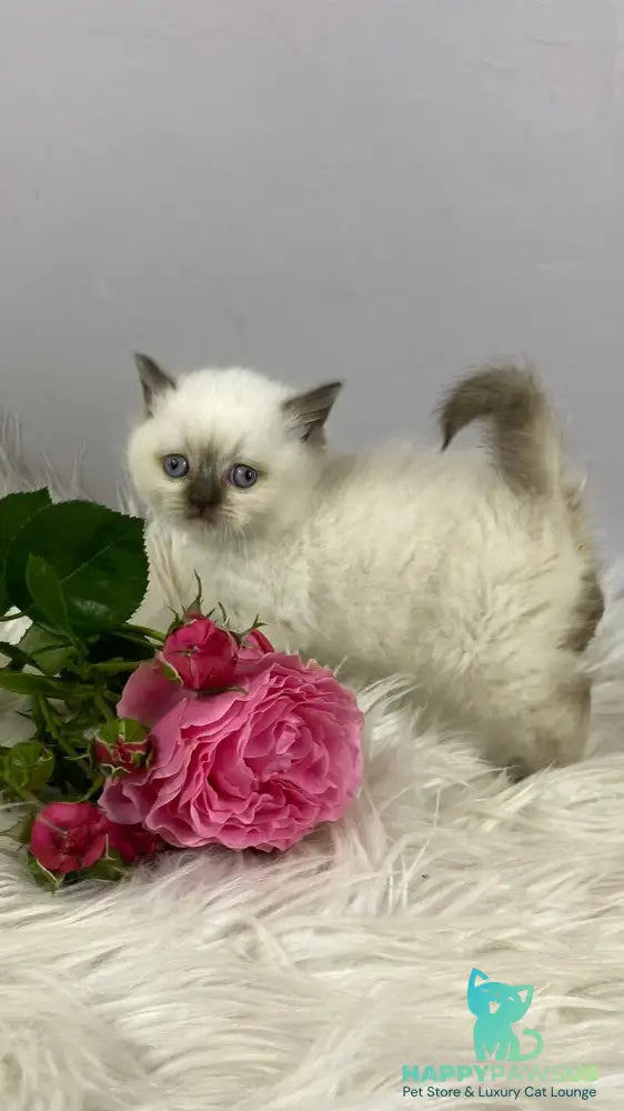 Coco British Shorthair female chocolate pointed - live animals