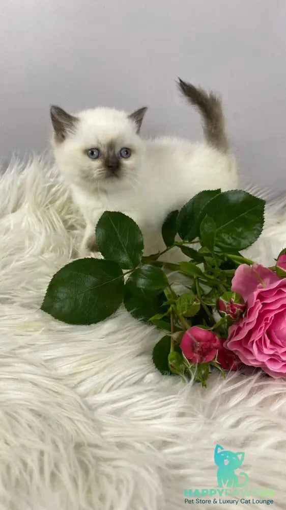 Coco British Shorthair female chocolate pointed - live animals