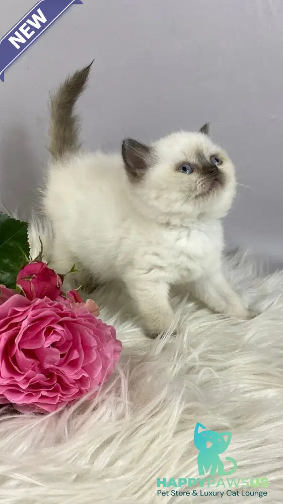 Coco British Shorthair female chocolate pointed - live animals