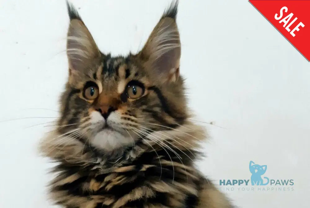 Coco Chanel Maine Coon female black tabby live animals