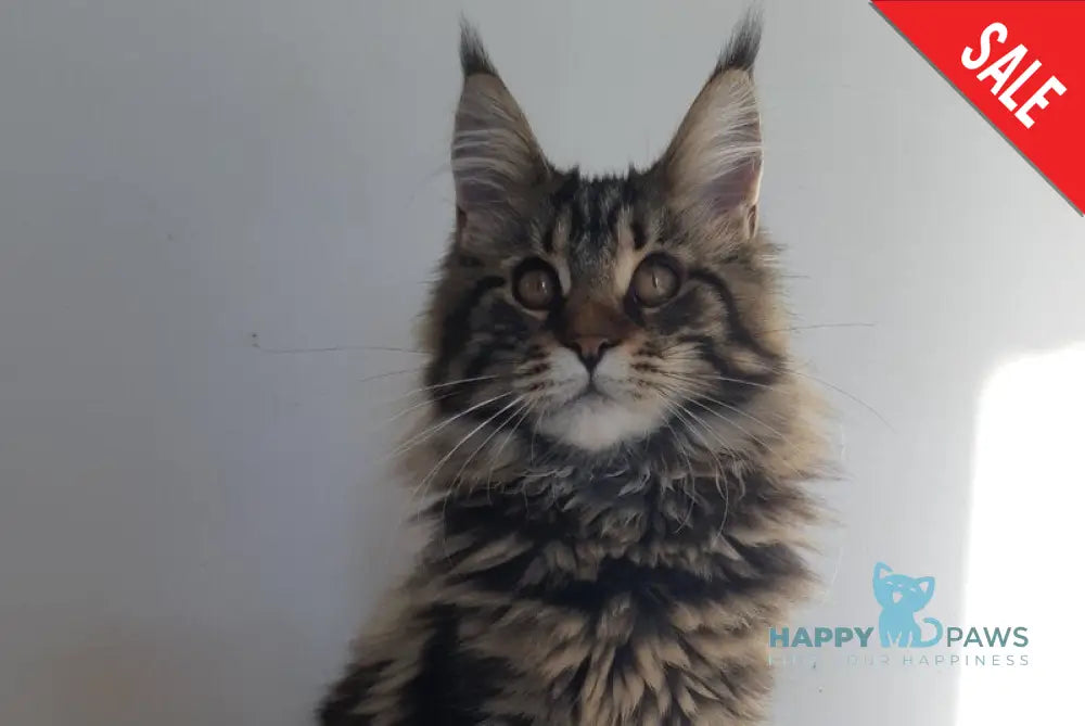 Coco Chanel Maine Coon female black tabby live animals