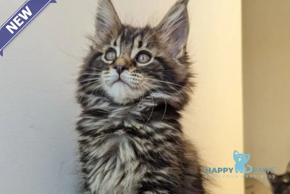 Coco Maine Coon female black tabby live animals
