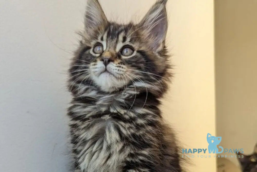 Coco Maine Coon female black tabby live animals