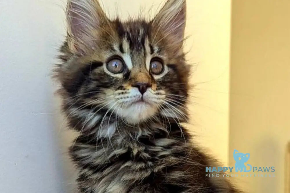 Coco Maine Coon female black tabby live animals