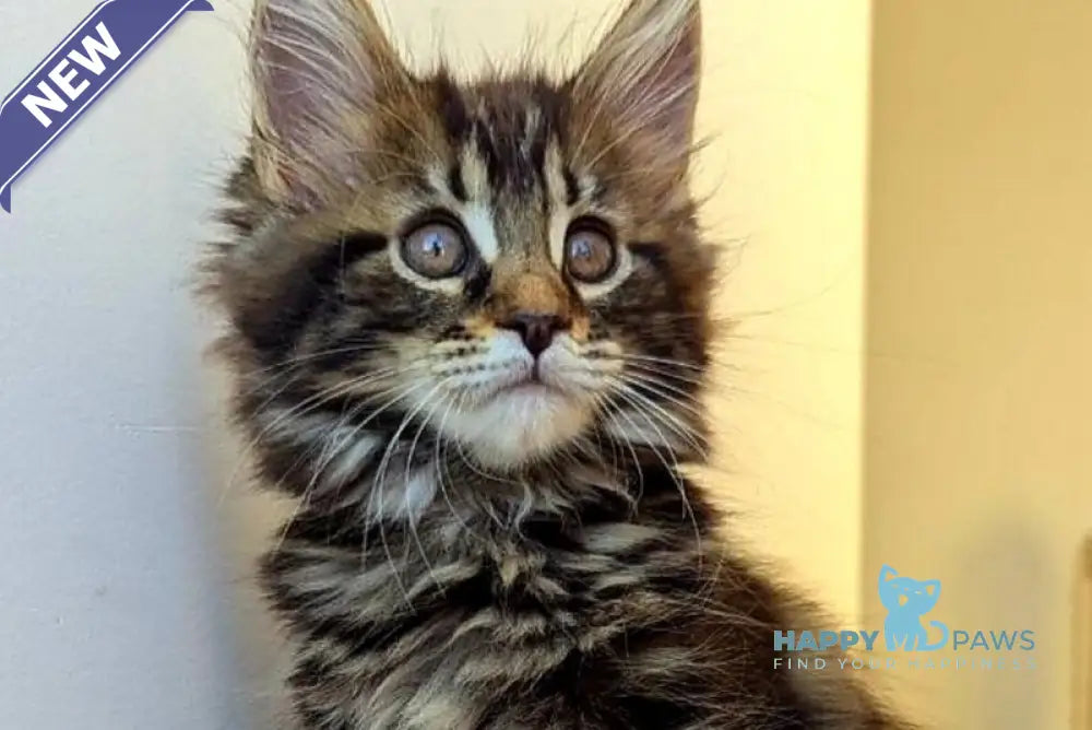 Coco Maine Coon female black tabby live animals