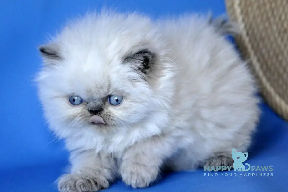 Coco Persian male blue lynx pointed - live animals
