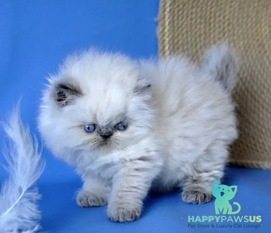 Coco Persian male blue lynx pointed - live animals