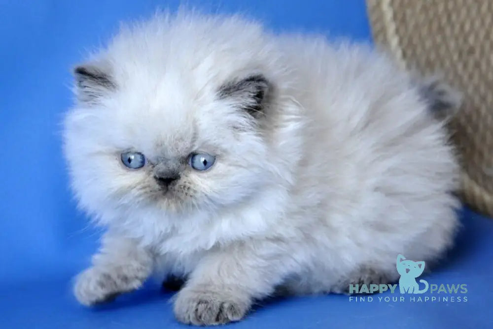 Coco Persian male blue lynx pointed - live animals