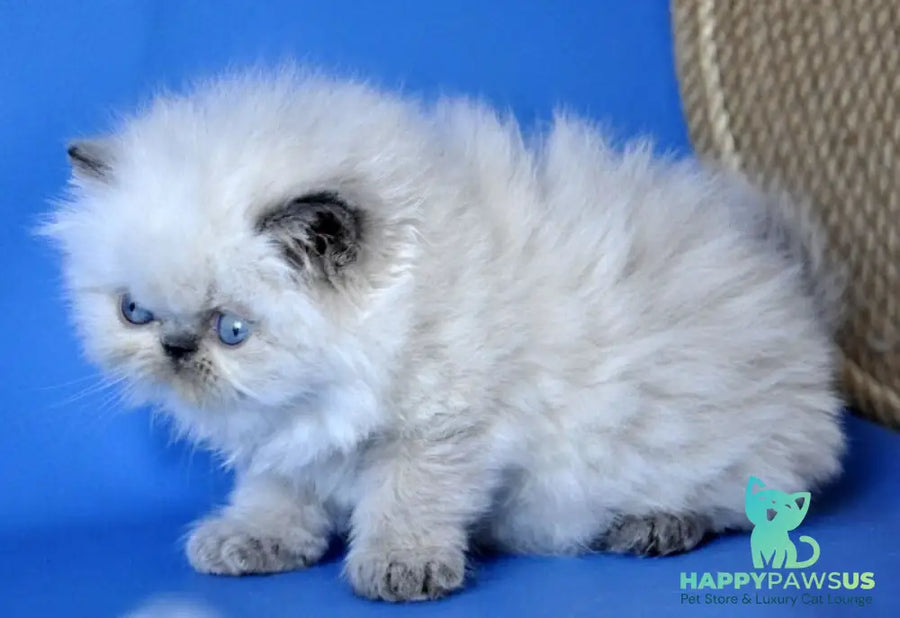 Coco Persian male blue lynx pointed - live animals