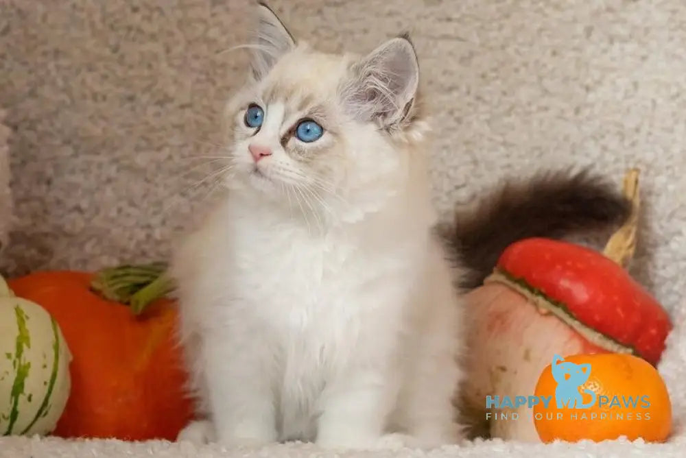 Coco Ragdoll female seal lynx bicolour live animals