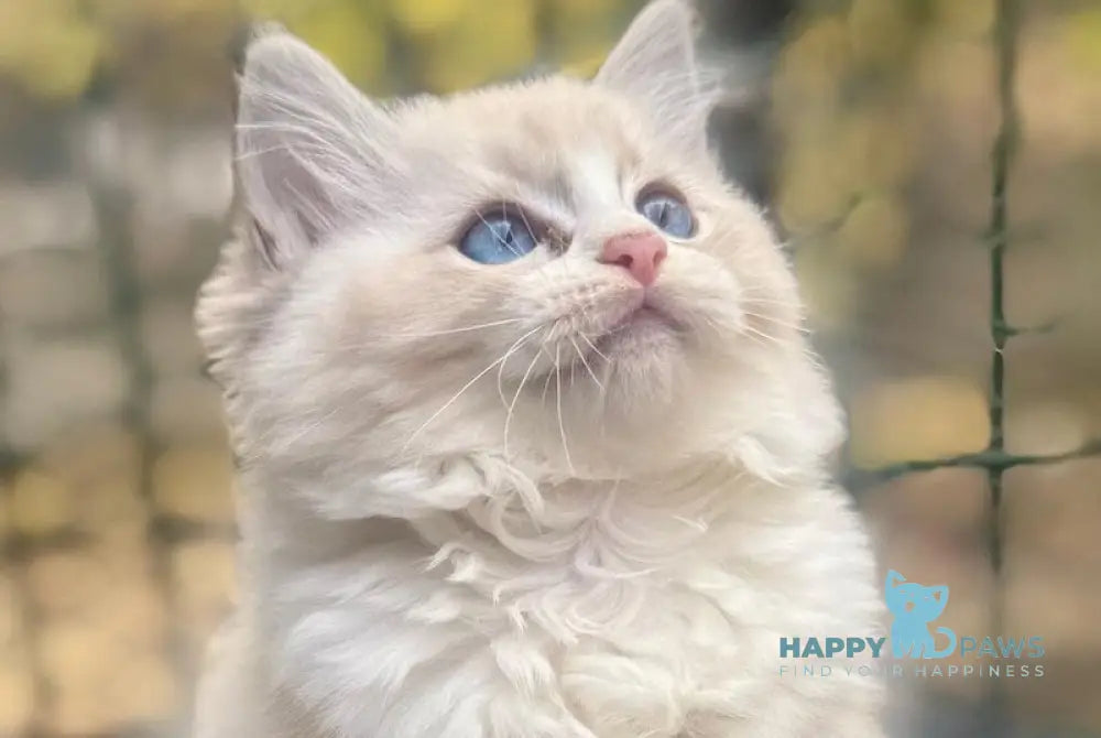 Coco Ragdoll female seal lynx bicolour live animals