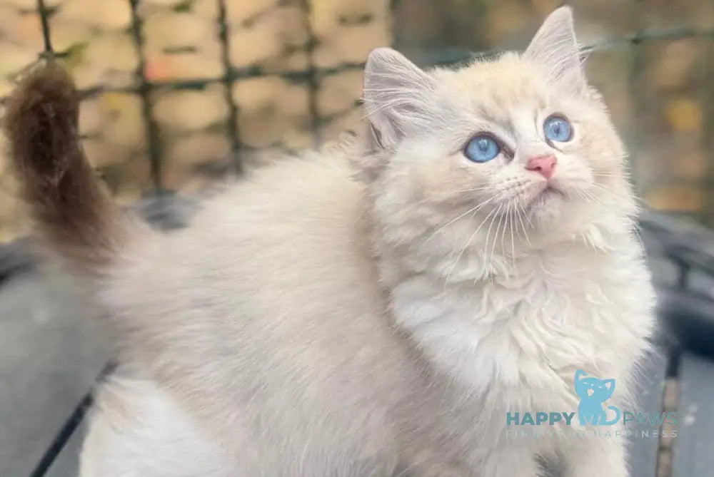Coco Ragdoll female seal lynx bicolour live animals