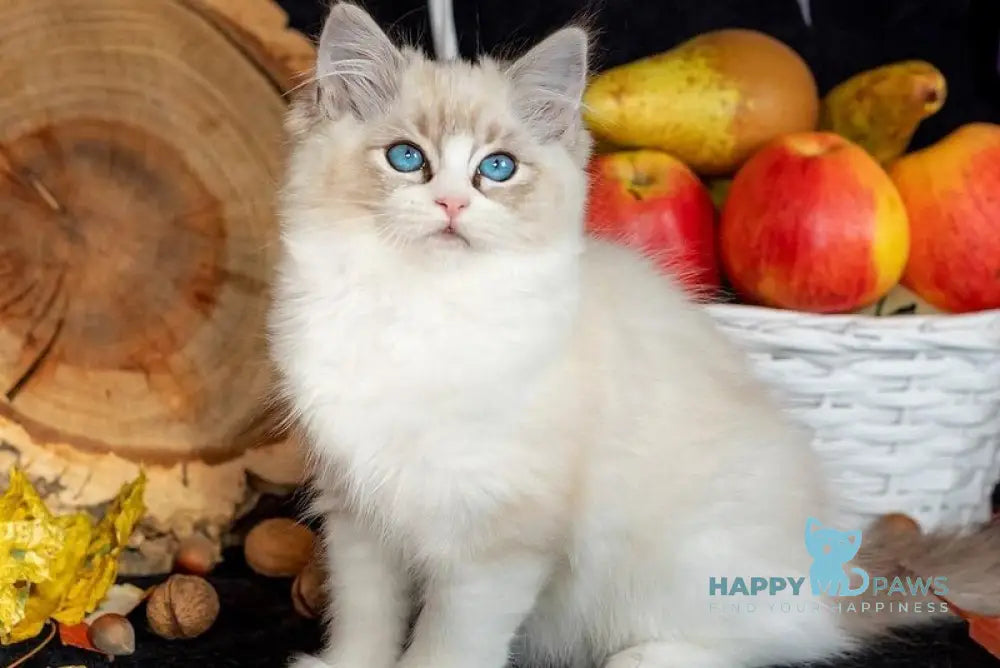 Coco Ragdoll female seal lynx bicolour live animals