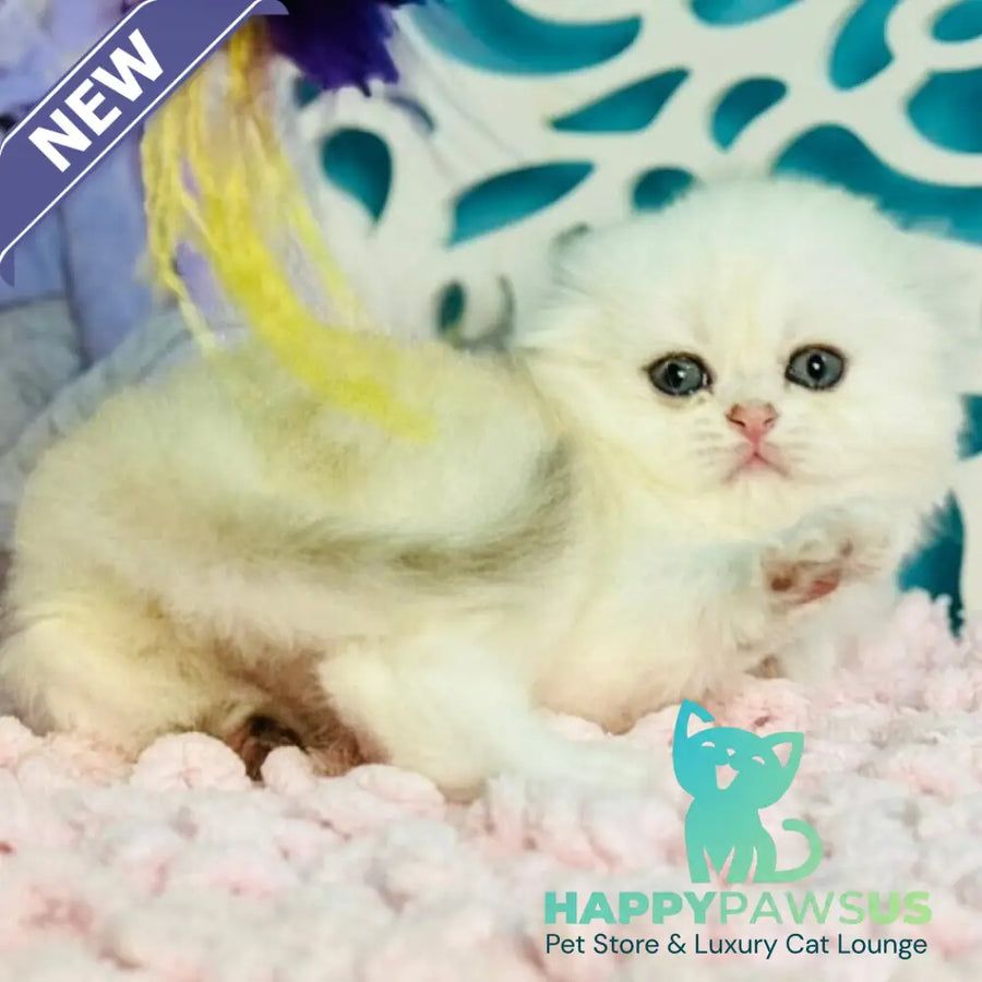 Coco Scottish Fold female black silver shaded - live animals