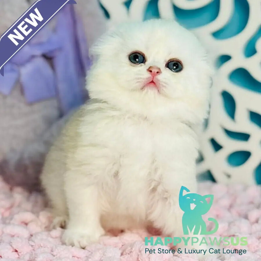Coco Scottish Fold female black silver shaded - live animals