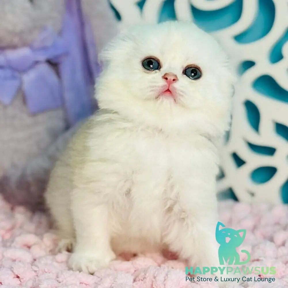 Coco Scottish Fold female black silver shaded - live animals