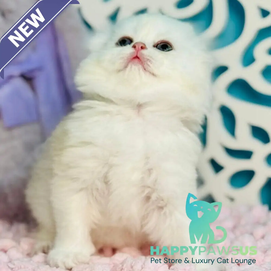 Coco Scottish Fold female black silver shaded - live animals